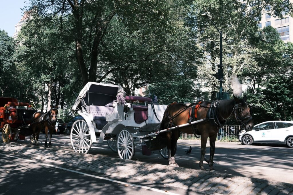 Central Park carriage drivers fear for their livelihoods as ban looms