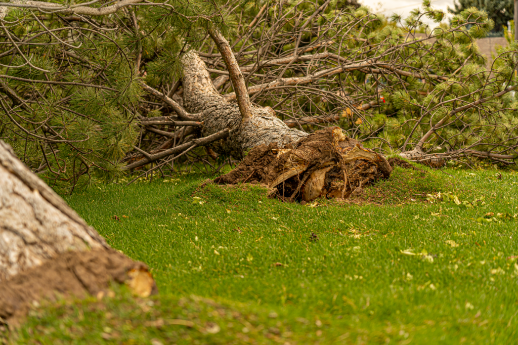 Severe Arizona storms bring possible tornado, downed trees and hail